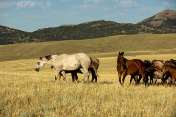 Quarter Horse Mares and Foals