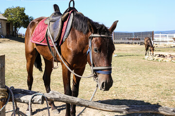 A horse tied to a wooden post with a saddle on a hot summer day in the background with a horse foal drinking water