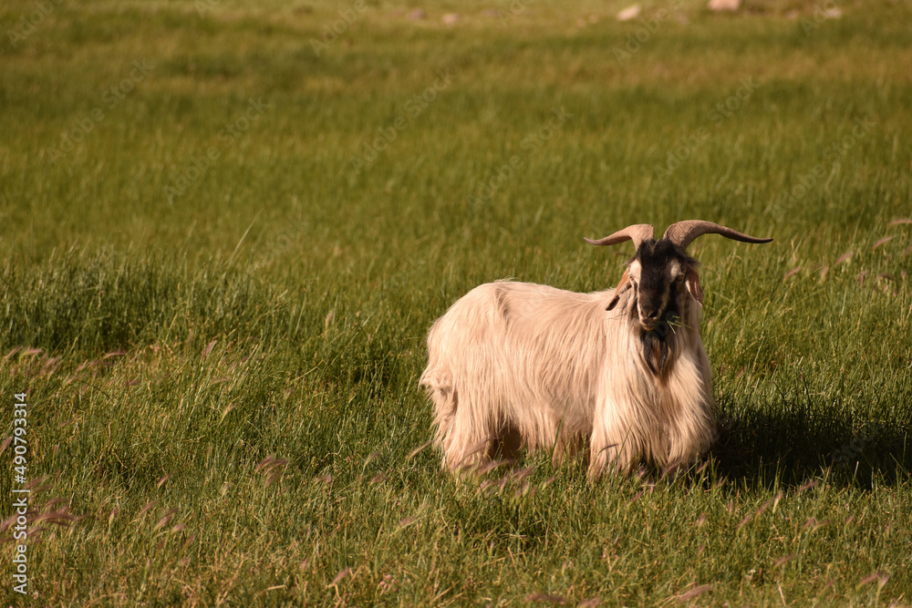 Poster Closeup of the grazing goat in the green field.