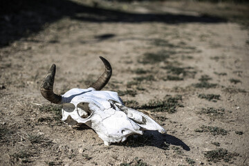 Skeleton of the head (skull) of a horned cow on dry ground from the heat on a bright hot day