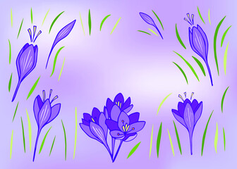 Blossom crocus flowers line art vector illustration. Funny spring violet floral. Natural motif coloring book page for children and adults. Crocus doodle, sketch for you art
