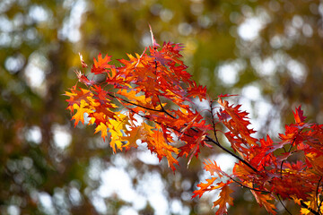 red autumn leaves