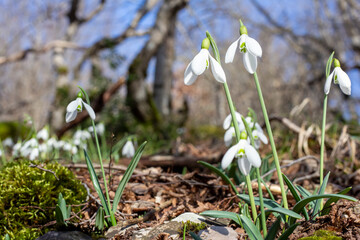 Snowdrops. Spring forest.