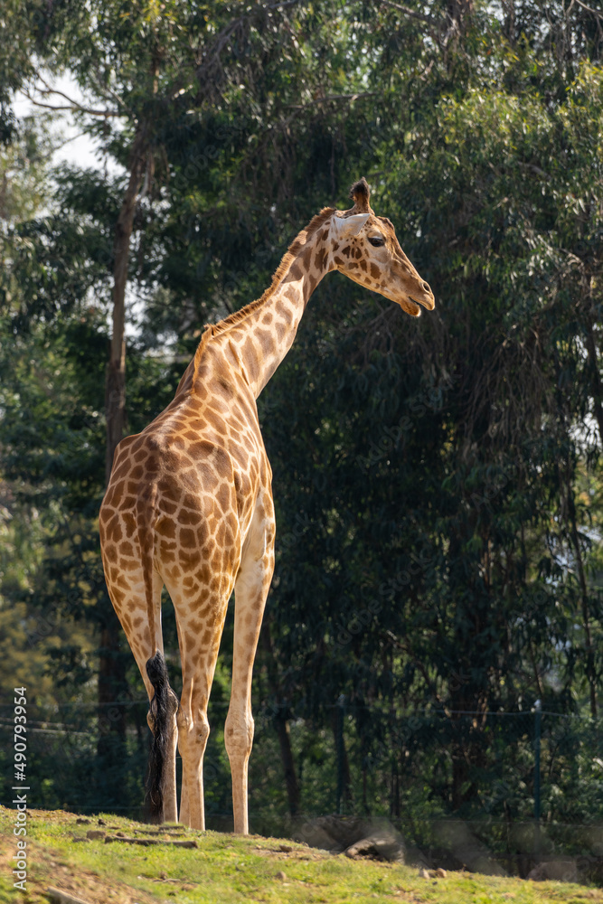 Sticker closeup of a beautiful giraffe in a zoo on a sunny day