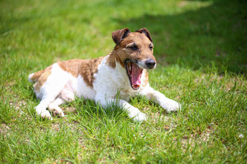 Jack Russell Terrier dog yawns lying on green grass on a summer sunny warm day