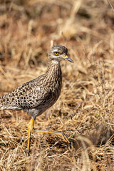 Obraz premium Spotted Thick-knee, Kruger National Park