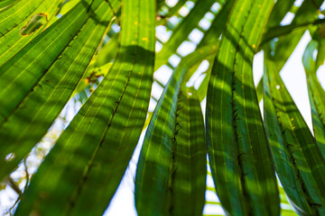 Green Palm Leaves of Gol Pata, Nypa fruticans in Bangladesh Sundarbans with Patterns of Sunlight and Shadows passing through © Nion