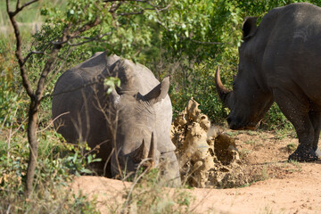 Two rhinos in the reserve with dense greenery on a sunny day