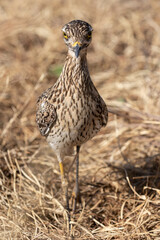 Spotted Thick-knee, Kruger National Park