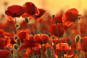 Closeup of beautiful red poppy flowers in a field - obrazy, fototapety, plakaty