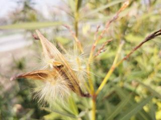 Closeup shot of a plant with oleander seeds outdoors on a blurred background