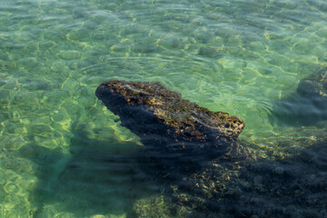 Close-up of a rock covered by algae under the water
