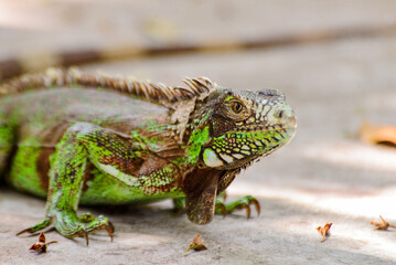 close -up green iguana on the ground, zoology, animal background