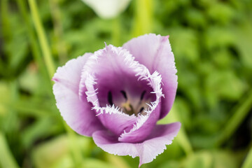 Closeup shot of a purple fringed tulip on the blurry background