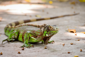green iguana on the ground, zoology, animal background