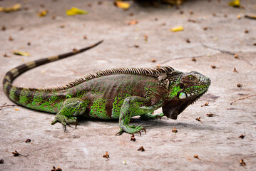 green iguana on the ground, wild life, zoology, animal background