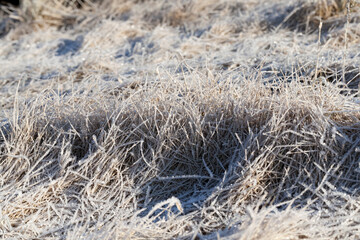 Fototapeta premium grass covered with ice and frost in the winter season