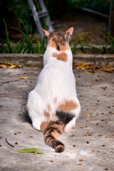 cat sitting on its back, international cat day,  world animal day, animal adoption day, san francisco de assis day, adopt pet,  zoology, animal background, cat on its back, zoology