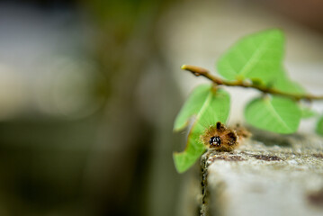 hairy caterpillar isolated on blurred background

