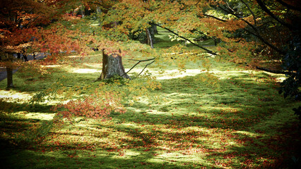 Tree stump in the forest amid colorful dense trees under the sunbeams