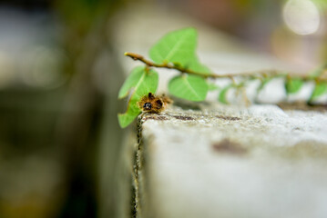 hairy caterpillar isolated on blurred background
