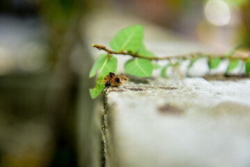 hairy caterpillar isolated on blurred background
