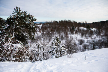 Snowy trees in the frosted forest scenery in winter