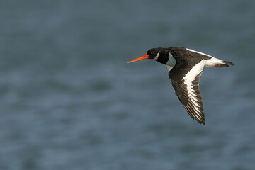Closeup shot of Oystercatcher
