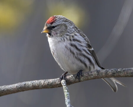 Selective of a hoary redpoll (Acanthis hornemanni) on a branch
