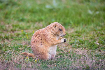 Closeup portrait of a tiny brown Prairie Dog standing on the green grass in North Dakota, USA