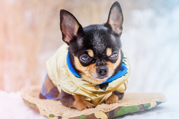 Chihuahua dog in winter clothes. Animal, pet.