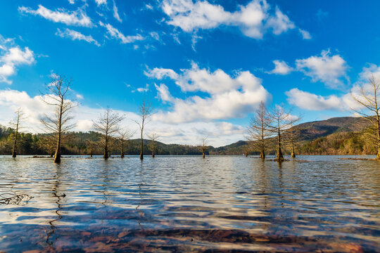 Beautiful view of trees in a river on a sunny day