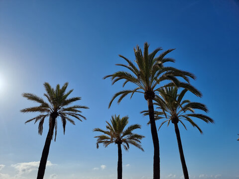 palm trees are not native to california