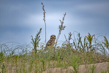 Lechuza en médanos playeros
