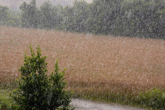 Agricultural Disaster In A Field Of Flooded Crops