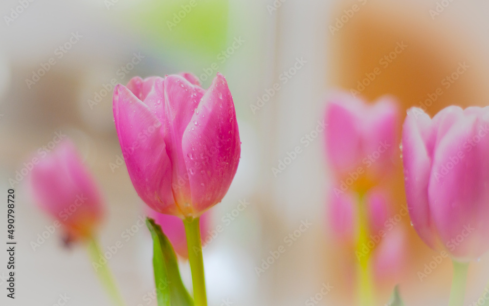 Poster selective focus shot of a garden tulip in bright light on a blurred background