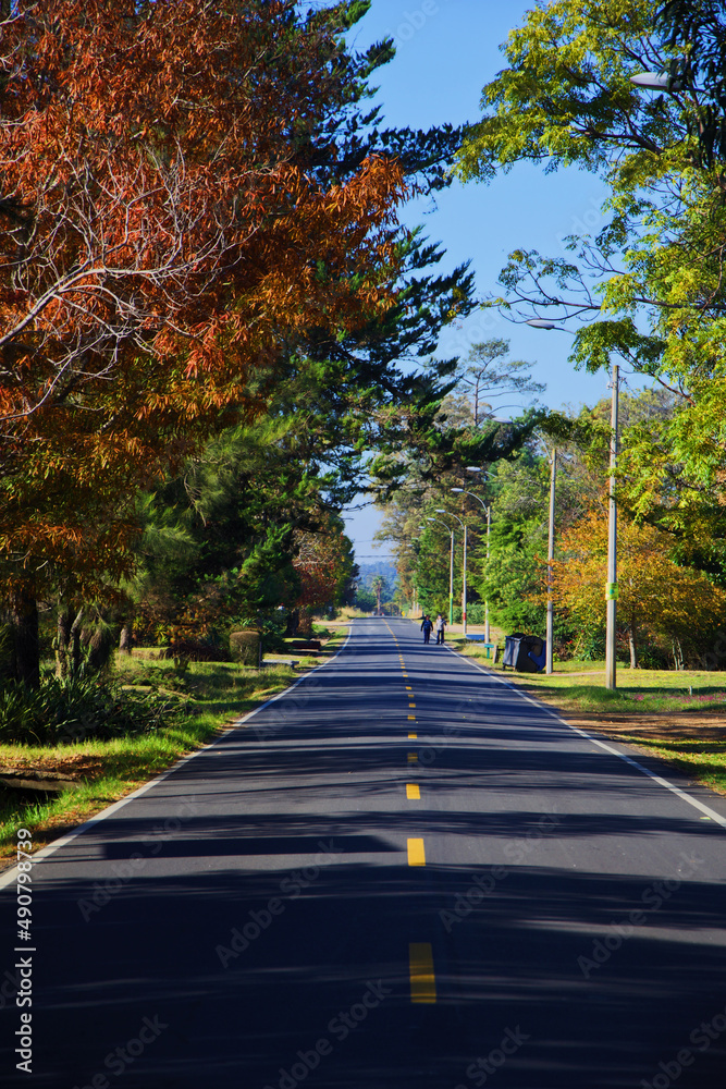 Sticker Vertical shot of a road surrounded by autumn trees