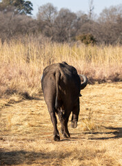 Fototapeta premium African Buffalo Bull, Kruger National Park