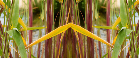 Capim talo rosa com folha verde e amarelada. São Paulo, Brasil. © Luiz Leite