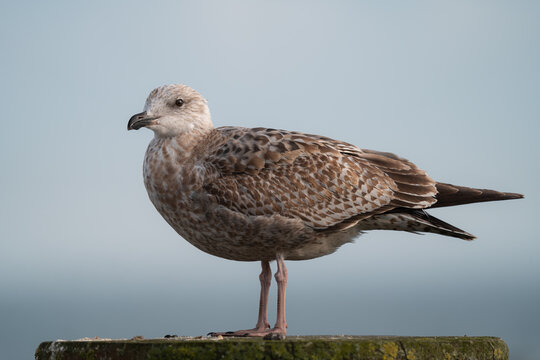 Closeup Of A Seagull On A Blurred Background