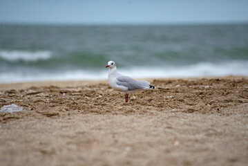 Gaviota en playa de Punta Médanos