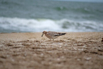 Pájaro de playa