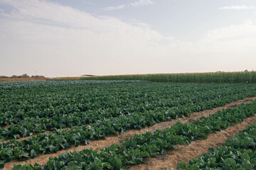 Fototapeta na wymiar Cabbage farmland and blue sky on a farm in Doha, Qatar