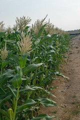 Corn fields stretched out with blue sky on farmland on a farm in Doha, Qatar