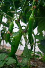 Green pepper hanging on branches inside agricultural land on a farm in Doha, Qatar