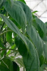 Green plant leaves close to a greenhouse on a farm in Doha, Qatar