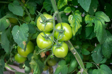 Green tomatoes hanging from branches inside a greenhouse on a farm in Doha, Qatar