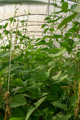 Hanging plants inside a pot in a greenhouse on a farm in Doha, Qatar