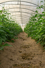 Hanging plants inside a pot in a greenhouse on a farm in Doha, Qatar