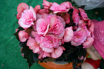 Pink flowers from the flower fair in Doha, Qatar